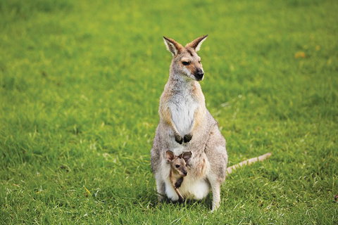 Full-Day Small-Group History And Heritage Tour Of Brisbane City - Find Attractions 4