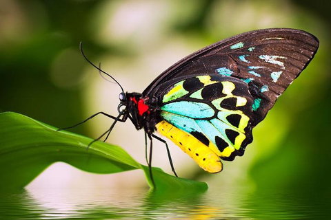 Australian Butterfly Sanctuary - Find Attractions 4