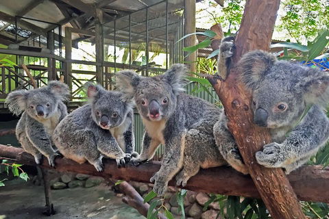 Best Of Kuranda Including Skyrail, Kuranda Scenic Railway And Rainforestation - Find Attractions 4