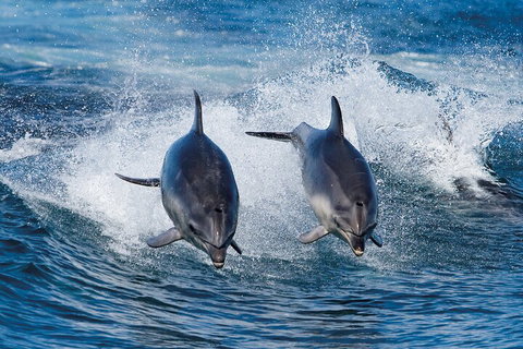 3-Hour Bruny Island Cruise From Adventure Bay, Bruny Island - Find Attractions 3