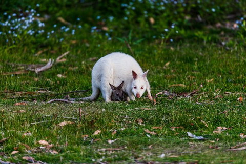 Bruny Island Traveller - Gourmet Tasting And Sightseeing Day Trip From Hobart - Find Attractions 3