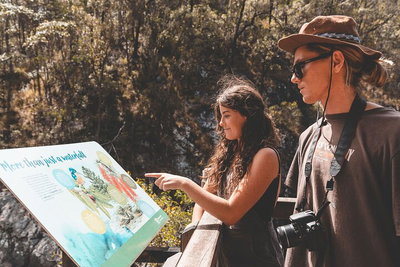 Springbrook andTamborine Rainforest Tour Incl Natural Bridge and Glow Worm Cave