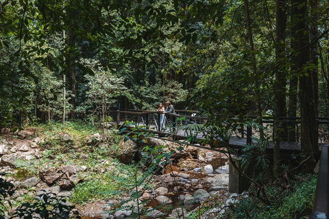 Springbrook AndTamborine Rainforest Tour Incl Natural Bridge And Glow Worm Cave - Find Attractions 3