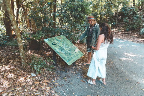 Springbrook AndTamborine Rainforest Tour Incl Natural Bridge And Glow Worm Cave - Find Attractions 5