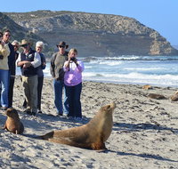 Full day Seal Bay Experience departing from Kangaroo Island - Find Attractions
