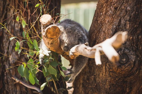 Melbourne City Tour And Phillip Island In One Day - Find Attractions 0
