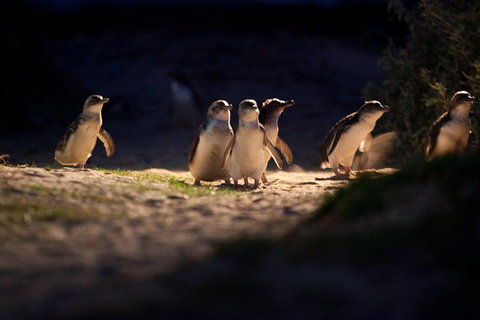 Melbourne City Tour And Phillip Island In One Day - Find Attractions 4
