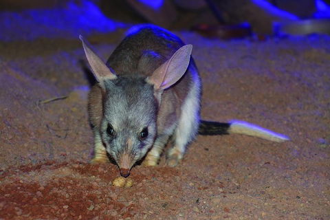 Kuranda Koala Gardens General Entry Ticket - Find Attractions 3