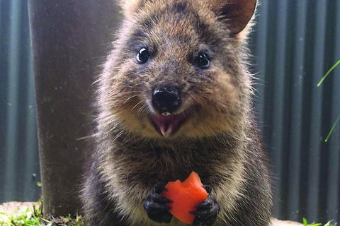 Kuranda Koala Gardens General Entry Ticket - Find Attractions 5