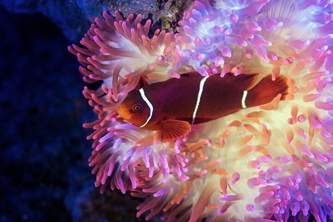 Cairns Aquarium By Twilight With 3-Course Dinner - Find Attractions 0