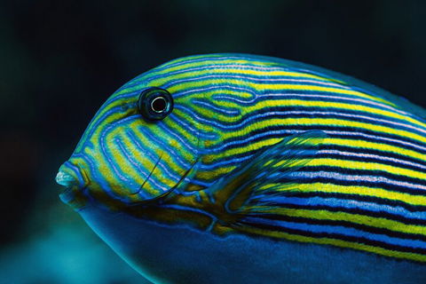 Cairns Aquarium By Twilight With 3-Course Dinner - Find Attractions 5
