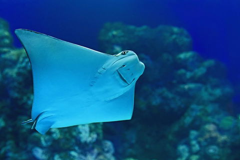 Cairns Aquarium Admission Ticket - Find Attractions 2