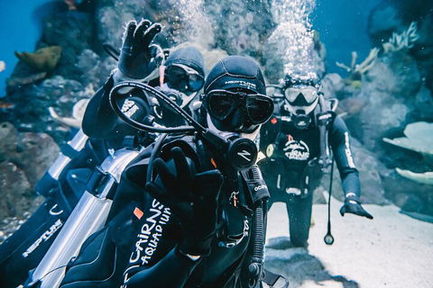 Cairns Aquarium Dive With The Sharks - Find Attractions 3