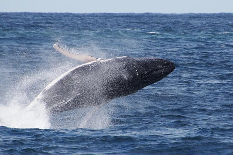 Whale Watching By Sea World Cruises - Find Attractions 0
