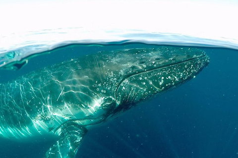 Whale Watching By Sea World Cruises - Find Attractions 2