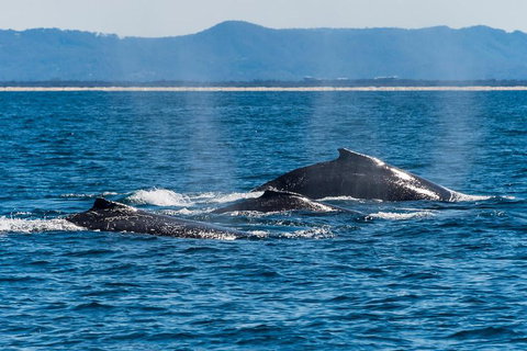 Whale Watching By Sea World Cruises - Find Attractions 4