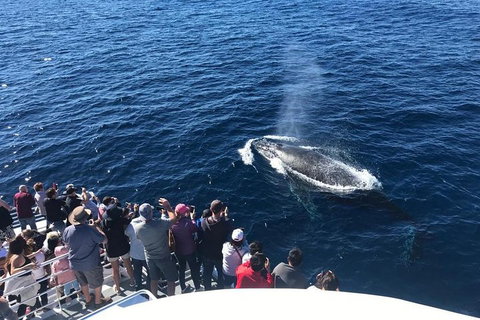 Whale Watching By Sea World Cruises - Find Attractions 5