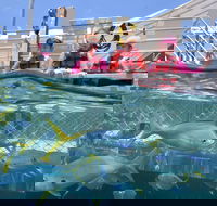 Outer Reef Pontoon Experience from Cairns - Find Attractions