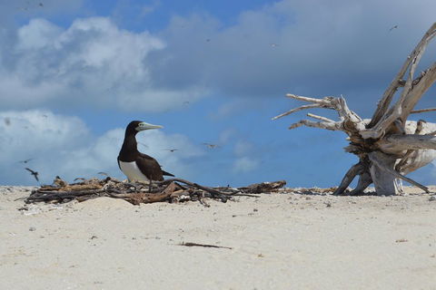 Seastar Luxury Outer Great Barrier Reef Island And Reef Tour From Cairns - Find Attractions 1