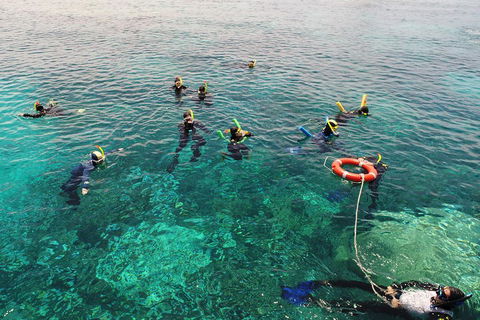 Seastar Luxury Outer Great Barrier Reef Island And Reef Tour From Cairns - Find Attractions 2