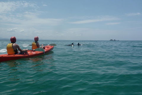 Kayaking With Dolphins In Byron Bay Guided Tour - Find Attractions 4