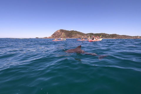 Kayaking With Dolphins In Byron Bay Guided Tour - Find Attractions 5
