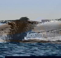 Sydney Whale-Watching Cruise Including Lunch or Breakfast - Find Attractions