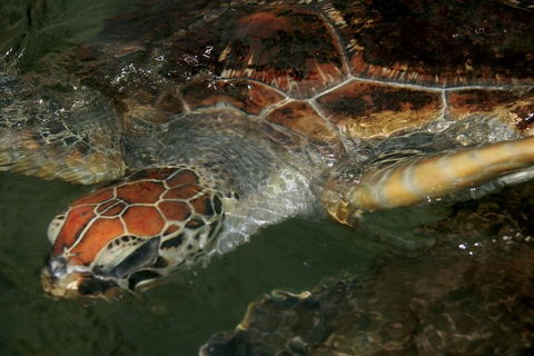Cape Leveque 4WD Tour From Broome With Optional Return Flight - Find Attractions 2