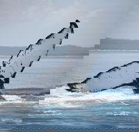 Hervey Bay Whale Watching Cruise - Find Attractions