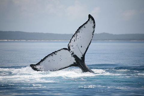 Hervey Bay Whale Watching Cruise - Find Attractions 0
