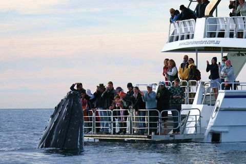 Hervey Bay Whale Watching Cruise - Find Attractions 1