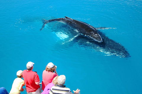 Hervey Bay Whale Watching Cruise - Find Attractions 2