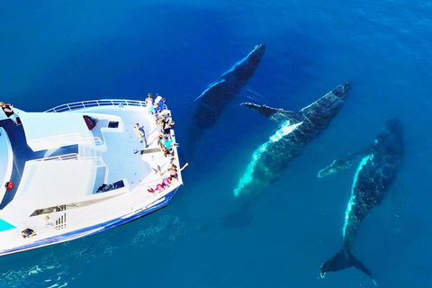 Hervey Bay Whale Watching Cruise - Find Attractions 3
