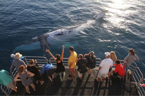Hervey Bay Whale Watching Cruise - Find Attractions 4