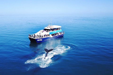 Hervey Bay Whale Watching Cruise - Find Attractions 5