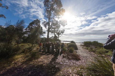 Bruny Island Day Tour, Includes Lunch And Exclusive Lighthouse Tour - Find Attractions 5