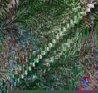 Atherton Tablelands Rain Forest by Night from Cairns - Find Attractions