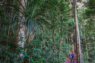 Atherton Tablelands Rain Forest by Night from Cairns