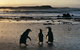 Phillip Island Penguin Parade Day Trip With Koala Conservation Reserve Visit - thumb 0
