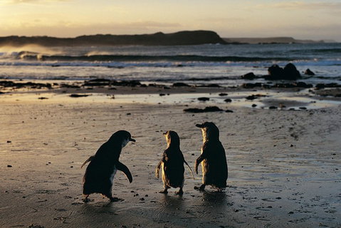 Phillip Island Penguin Parade Day Trip With Koala Conservation Reserve Visit - Find Attractions 0