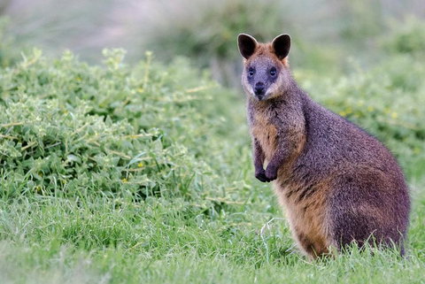 Phillip Island Penguin Parade Day Trip With Koala Conservation Reserve Visit - Find Attractions 1