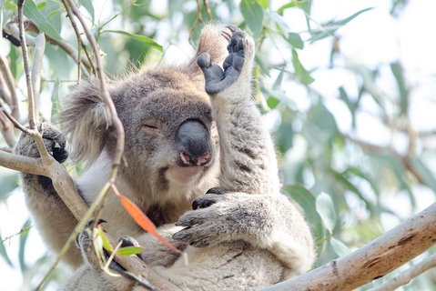 Phillip Island Penguin Parade Day Trip With Koala Conservation Reserve Visit - Find Attractions 2
