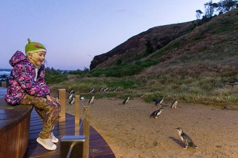 Phillip Island Penguin Parade Day Trip With Koala Conservation Reserve Visit - Find Attractions 3