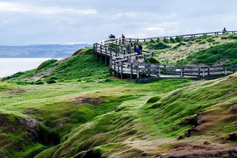 Phillip Island Penguin Parade Day Trip With Koala Conservation Reserve Visit - Find Attractions 4