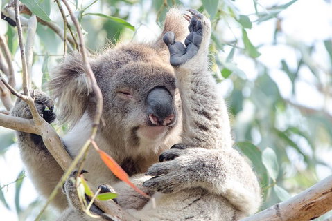 Great Ocean Road Reverse Itinerary With 12 Apostles From Melbourne - Find Attractions 1