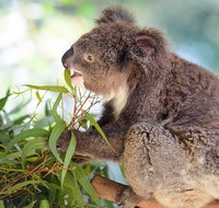 Blue Mountains Private Tour with Kangaroos  Koala Encounter - Find Attractions