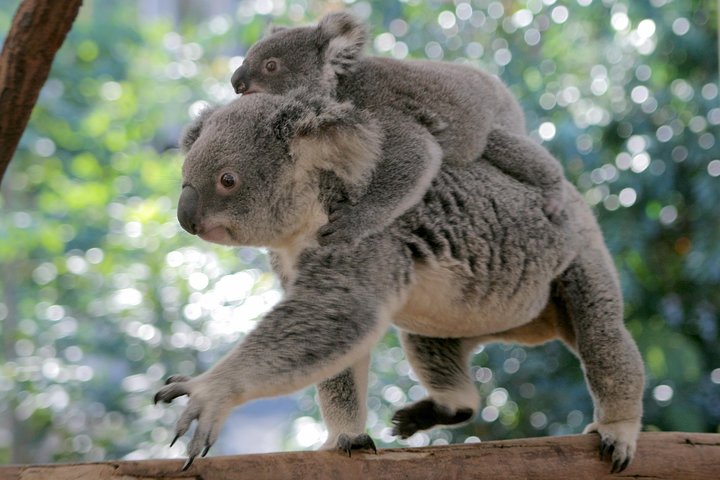 Brisbane QLD Find Attractions