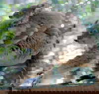 Lone Pine Koala Sanctuary Admission with Brisbane River Cruise - Find Attractions