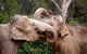 Melbourne Zoo General Entry Ticket - thumb 0
