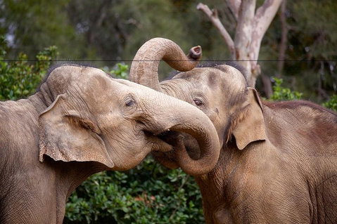 Melbourne Zoo General Entry Ticket - Find Attractions 0